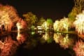 湯沢中央公園の夜桜