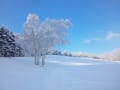 初雪　（２０１１年　札幌）