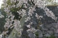 ≪北東北みちのく三大桜巡り≫　番外編「盛岡城址公園」