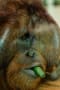 [8]140420Orangutan_0948-960.jpg