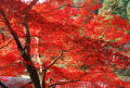 岐阜県　横蔵寺紅葉