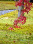 箱根美術館の紅葉（１）
