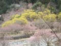 花木の郷　川岸　早春