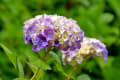 馬見丘陵公園のアジサイ・菖蒲