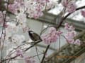 飛鳥山の桜（2013/3/26）