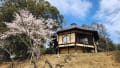 奈良公桜桜