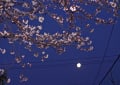 朝の木曽川堤の桜を見に行ってきました。