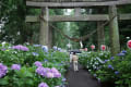 磯山神社の紫陽花