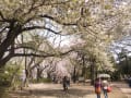 [36]桜・井の頭公園