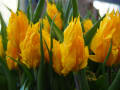 Tulips at Keukenhof