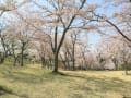 [36]伊東市　さくらの里公園