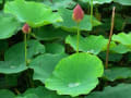 唐比ハス開花　2012年6月7日