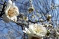 飯田公園の梅・河津桜・寒桜