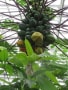 神代植物公園温室