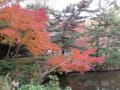 横浜三渓園　紅葉風景