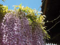 藤の花の吉祥寺