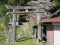 田野神社のオオモミジ