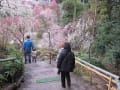 [26]龍尾神社しだれ梅