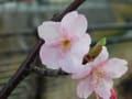 一足早い桜の開花