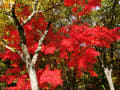 万博記念公園　自然文化園の紅葉