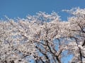 [4]天王川桜 (13).JPG