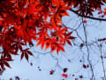 紅葉　2016　光明寺