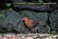 [26]Red-legged Crake21Sep2013-01a-s.jpg