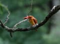 野鳥の世界(アカショウビン)スライドショー