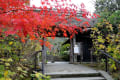 鎌倉東慶寺１１月の景色