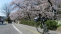 ポタリング　上田城跡公園　＝ 桜 ＝