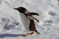 旭山動物園ペンギンの散歩