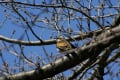 近所で見かけた野鳥達