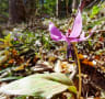 カタクリの花・匠の森の沢沿い２０１７年４月１３日～～２１日