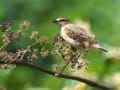 ヒタキ科の野鳥