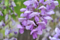 フジの花