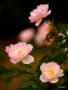 薔薇