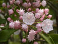 [611]Kalmia605224.JPG