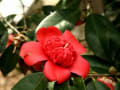 京都植物園　つばき