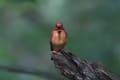 アカショウビン（Ruddy Kingfisher）