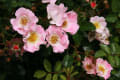 山手の薔薇