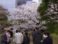 浜離宮の桜と菜の花　２０１３