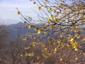 秩父の宝登山