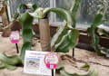 福岡市営植物園