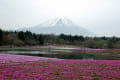 富士芝桜