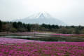 富士芝桜