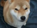 花とまりちゃん　10　３歳１ヶ月