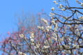 [11]　　　　　　　　　　　　　　　瑞泉寺　　（2月22日）