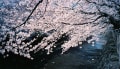 SakurA@2015