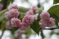 大村公園　４月の花々