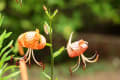 薬用植物園の夏の花